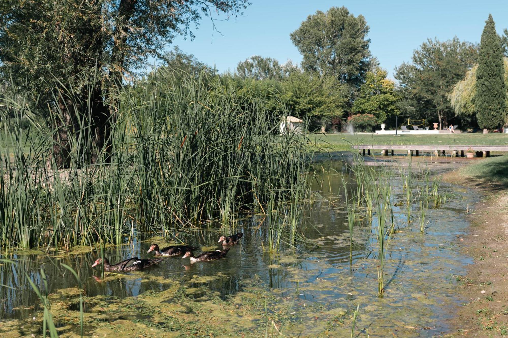 Mas Du Versadou, Dans Un Espace Naturel Protege, Piscine Couverte Chauffee Toute L'Annee, Spa Et Salle De Jeux Saint-Gilles  Exteriör bild